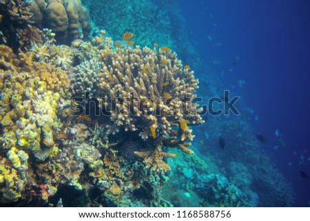 Underwater landscape with coral fish. Yellow tropical fish in coral reef wall. Coral fish family closeup. Underwater macro photo for aquarium banner or wallpaper. Tropical island seaside diving