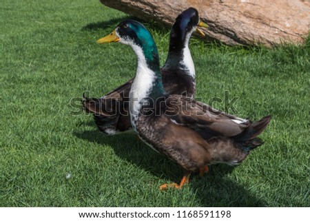 duck on the grass close up
