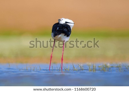 Common water bird. Colorful nature background. Bird: Black winged Stilt. Himantopus himantopus