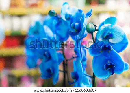 Blue orchids on green background