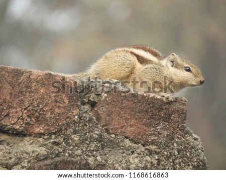 Cute pictures of Squirrel