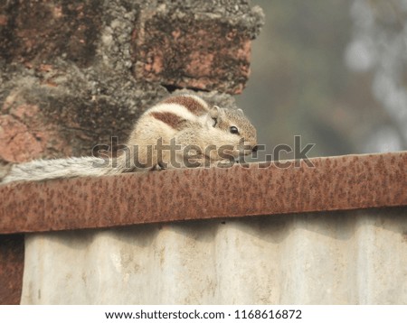 Cute pictures of Squirrel