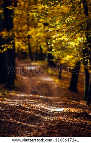Beautiful autumn forest landscape with colorful leaves.