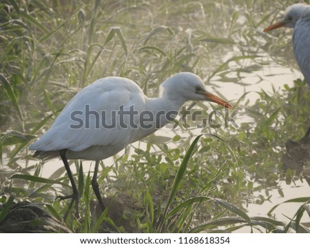 Heron click in morning time