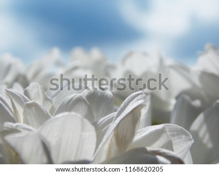petals of a camomile. macro. background