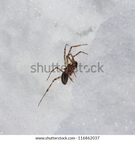 Spider in the snow in winter