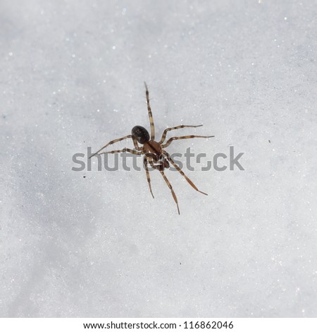 Spider in the snow in winter