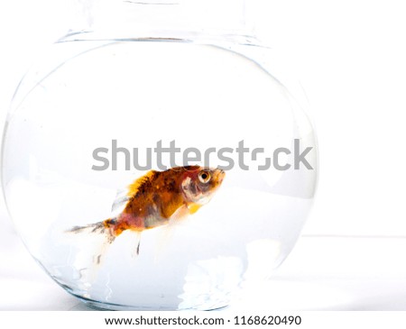 Goldfish in a beautiful round fish bowl.