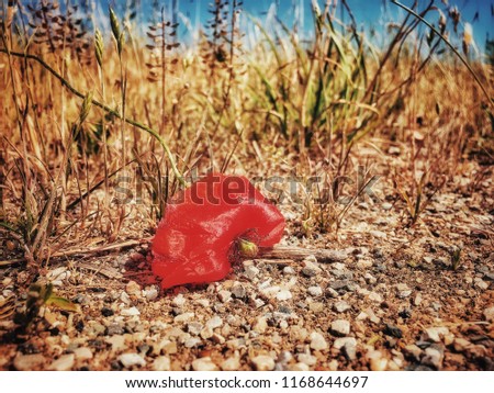 Single poppy in the field