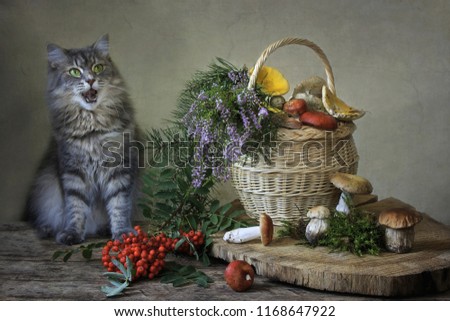 Still life with mushrooms and funny kitty