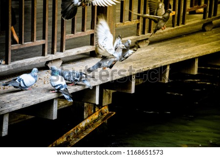 Photography of pigeon standing and eating food on the wooden terrace at the temple.People feeding bird on wooden floor.