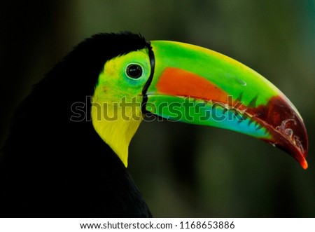 Toucans are members of the family Ramphastidae of near passerine birds from the Neotropics. The Ramphastidae family is most closely related to the American barbets.