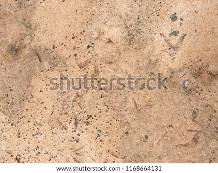 Closeup soil or earth floor texture for background