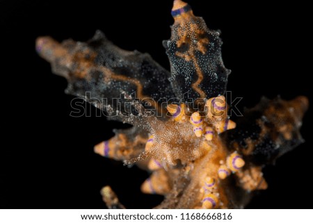 clear orange nudibranch eating hydroid with black background