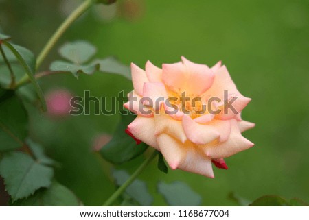 colorful rose flower on green nature background and texture