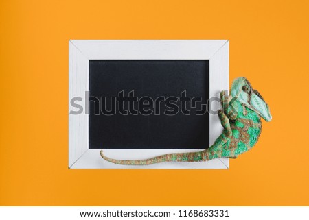 beautiful bright green lizard on blackboard in white frame isolated on orange