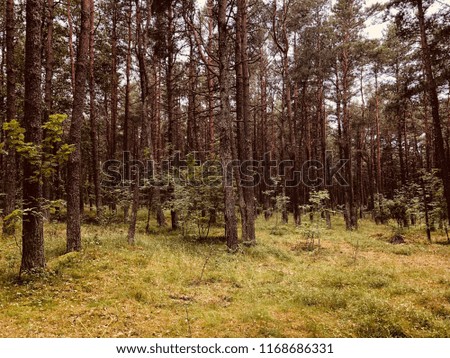 Pine forest after rain