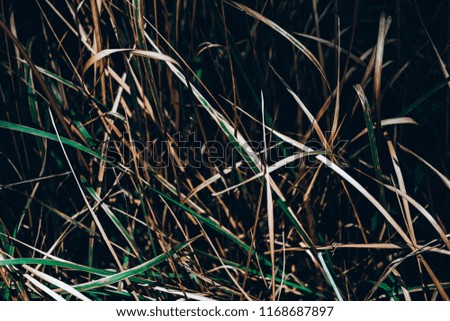 Cottongrass growing in a natural swamp habitat. Grass clumps in the weltalnds on cambodia