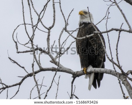 Bald eagle perched on a bare branch.