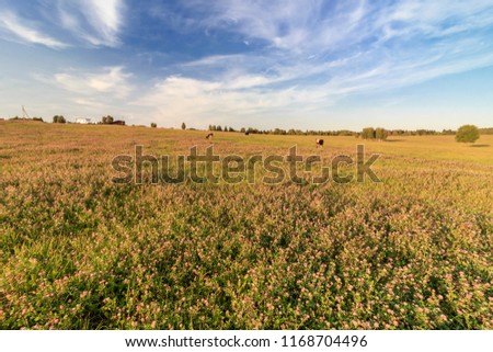 Clover (trefoil) field in Klinsky District. It is raion of Moscow Oblast, Russia. It borders with Tver Oblast, Lotoshinsky, Volokolamsky, Istrinsky, Solnechnogorsky and with Dmitrovsky District.