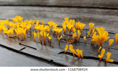 Beautiful yellow fungus on wet wood table, beauty of nature