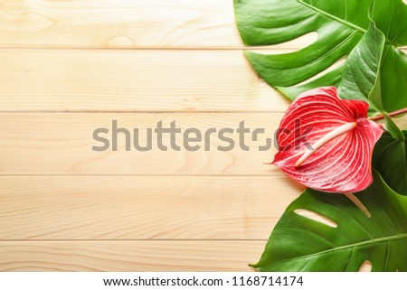 Beautiful anthurium flower and monstera leaves on wooden background
