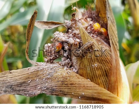 Western Bean Cutworm on Corn Royalty-Free Stock Photo #1168718905