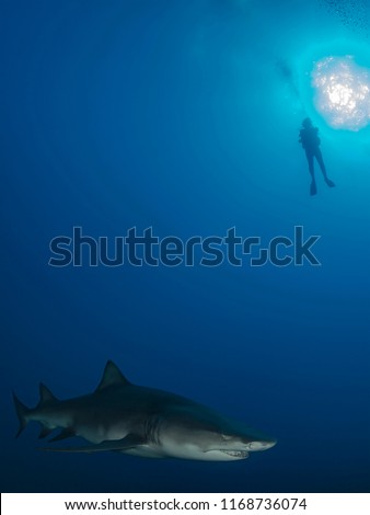 Lemon shark on front plane and silhouette of scuba diver on background with ocean blue.