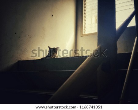 Cats like tigers are sleeping comfortably on the stairs. Abstract background