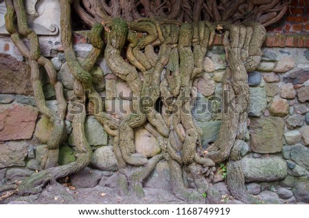 Tree is growing on the stone wall background; Old tree trunk is leaning on the stone wall; tree trunk cover the old stone wall. Malbork Teutonian castle.