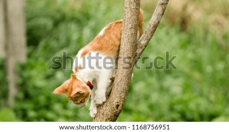 Cat going down the tree