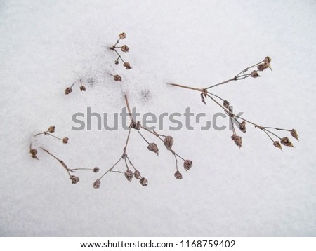 dry grass on the snow background in winter