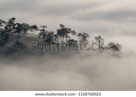 Best of background pine forest with dense fog and sunrays at the dawn, fresh air of nature