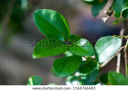 Green leaves of lime.  Lime is an important spice of Thai food and it is herbal medicines. Picture is selective focus style.
Scientific name: Citrus aurantifolia (Christm.) Swingle.
Family: Rutaceae.