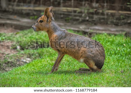 Mari, Patagonian hares, Patagonian guinea pigs are a rodent of the rodent family,
