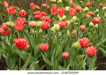 Many lush colorful tulips in spring after a light rain with raindrops on the petals