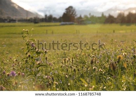 beautiful wildflowers on a agriculture field in sunset