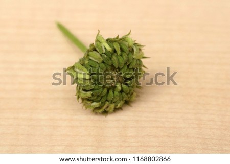 Unripe seeds of marigold (Calendula officinalis) on wooden background