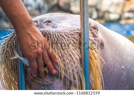 people feed the small fish to walrus animal in the zoo