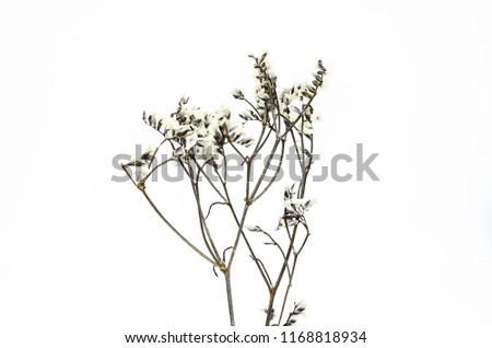 black and white dried flowers on white background.