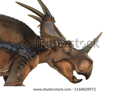 Triceratops on white background