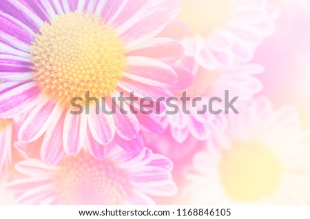 Close up of bright pink Chrysanthemum flowers blooming in the garden. Soft filttered image