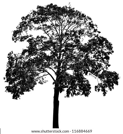 a tree silhouette Royalty-Free Stock Photo #116884669