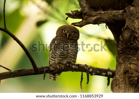 Staring Jungle Owlet Royalty-Free Stock Photo #1168853929