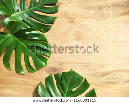 Part of green jungle monstera leaves, Swiss cheese plants on wooden table floor background, top view with copy space 