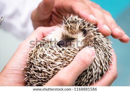 Pygmy Hedgehog in quality photos, being cared for in a clapboard. Macro photography ourico. Animal pet eccentric.