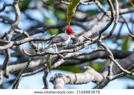 Red crested Cardinal photographed in Corumba, Mato Grosso do Sul. Pantanal Biome. Picture made in 2017.