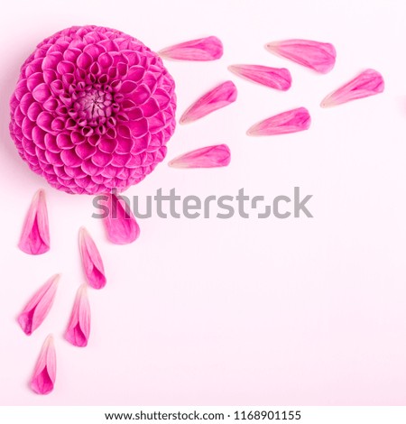 Dahlia ball-barbarry with petals - top view on pink bright summer flower on pastel background with copy space. Romantic template for wedding card or floral design.