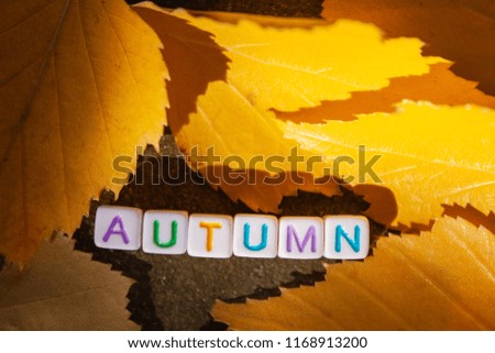 The inscription autumn is collected from cubes with letters and lies on the road next to the leaves in the rays of the sun