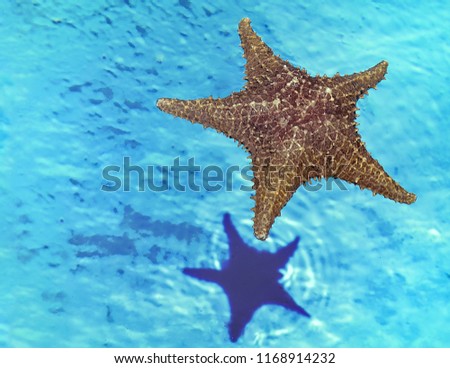 Starfish floating on water with its  double reflexion at the bottom . Stock Image